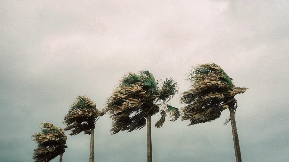 Palm trees bending in strong wind under a gray sky