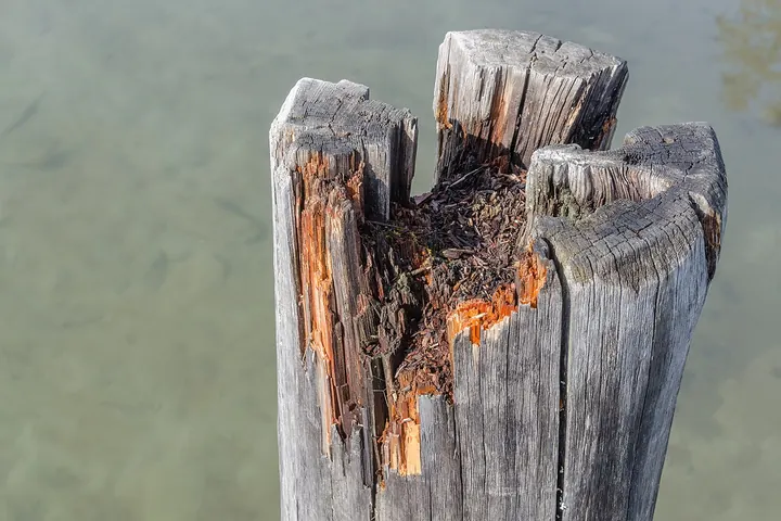 Top of a wood post split open by rot